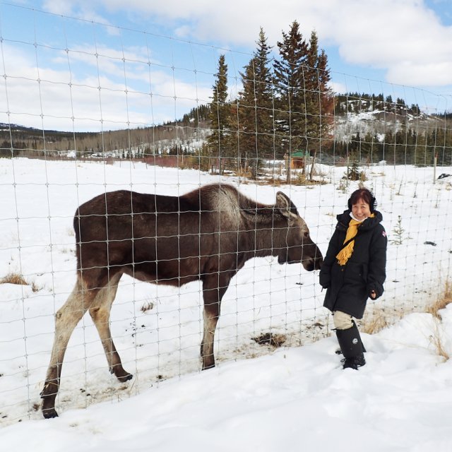 Arctic Day: Wildlife & Hot Springs | half day (Mar 20, 2015)