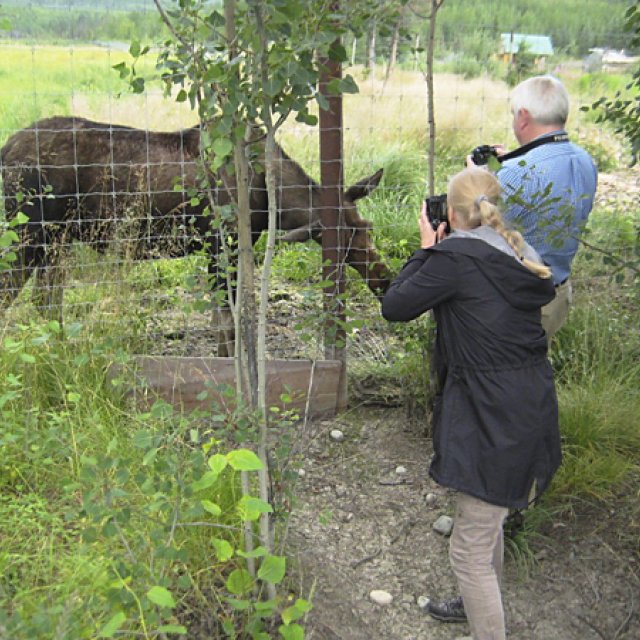 Arctic Day: Wildlife & Hot Springs | half day (Jul 25, 2015)