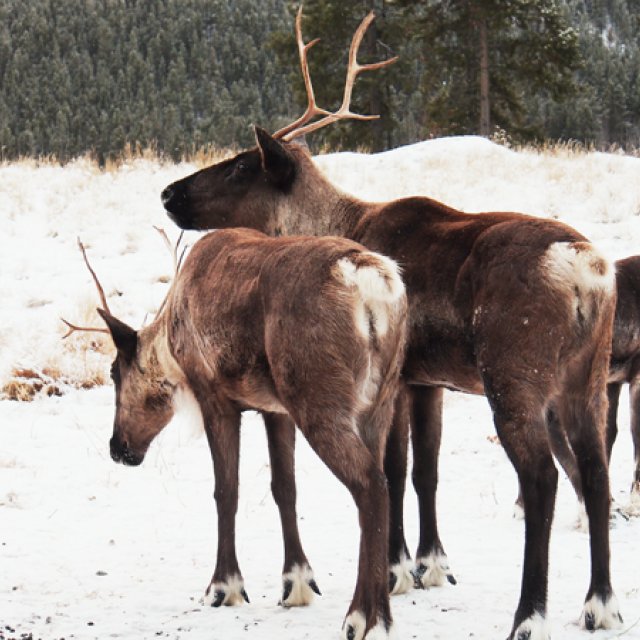 Arctic Day: Wildlife & Hot Springs | half day (Nov 23, 2016)