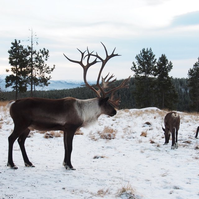 Arctic Day: Wildlife & Hot Springs | half day (Nov 25, 2016)