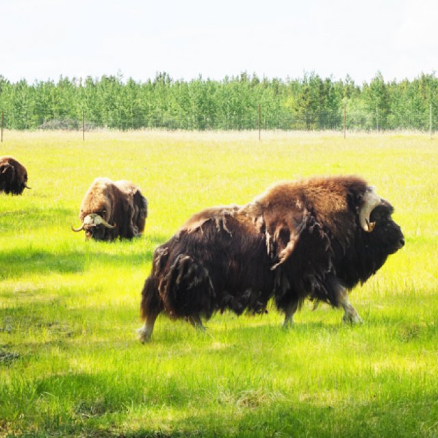 Arctic Day: Wildlife & Hot Springs | half day (Jun 18, 2017)