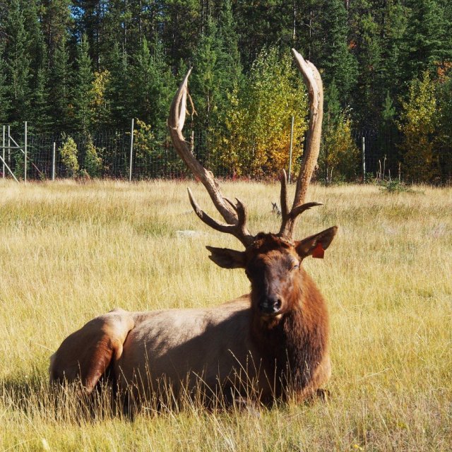 Arctic Day: Wildlife & Hot Springs | half day (Sep 11, 2018)