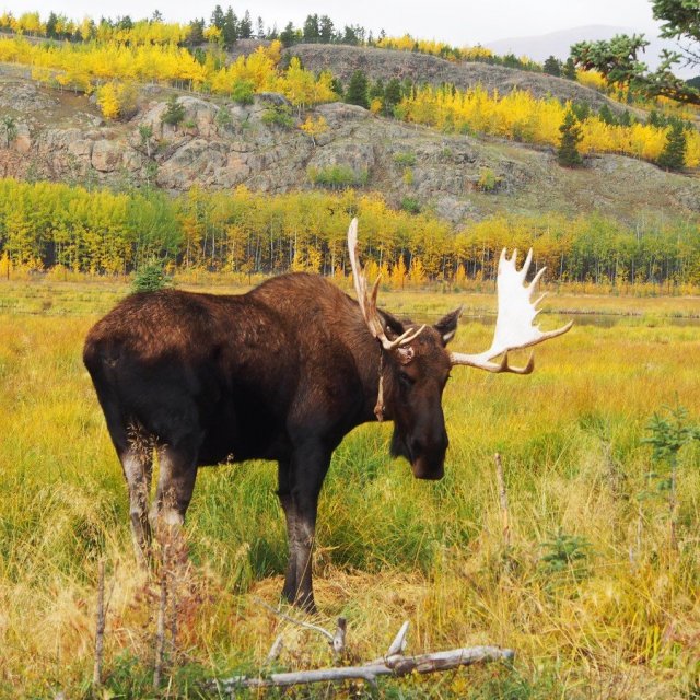 Arctic Day: Wildlife & Hot Springs | half day (Sep 12, 2018)