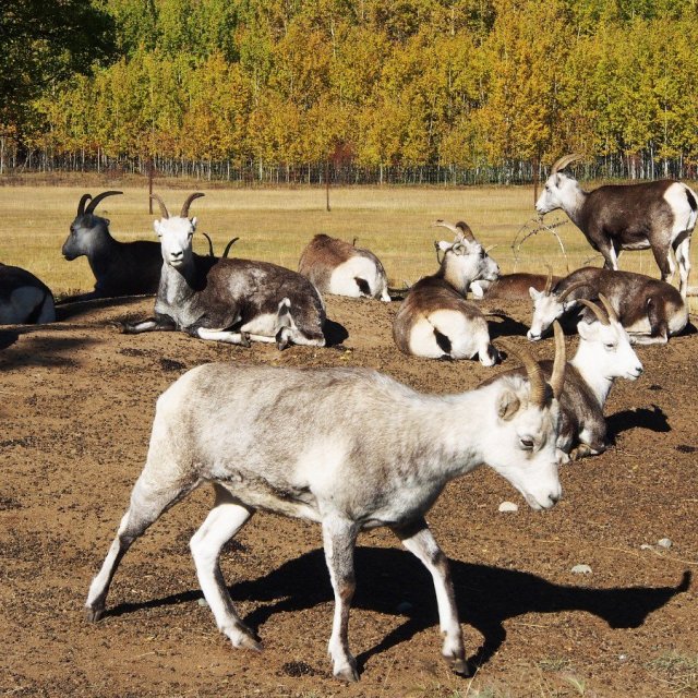 Arctic Day: Wildlife & Hot Springs | half day (Sep 17, 2018)