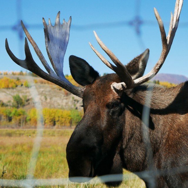 Arctic Day: Wildlife & Hot Springs | half day (Sep 18, 2018)