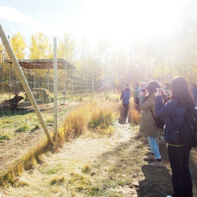 Arctic Day: Wildlife & Hot Springs | half day (Sep 24, 2018)