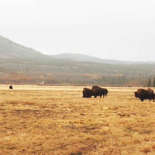 Arctic Day: Wildlife & Hot Springs | half day (Oct 6, 2018)