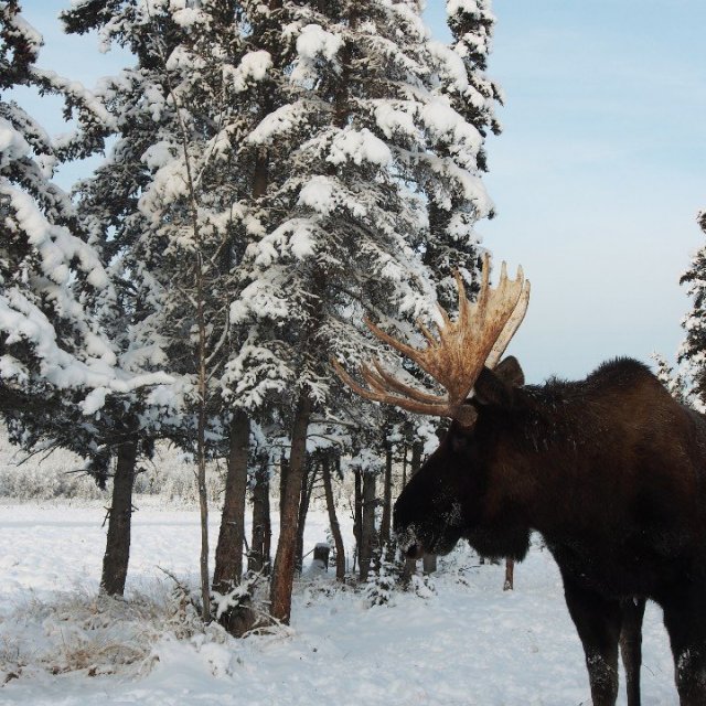 Arctic Day: Wildlife & Hot Springs | half day (Nov 16, 2018)