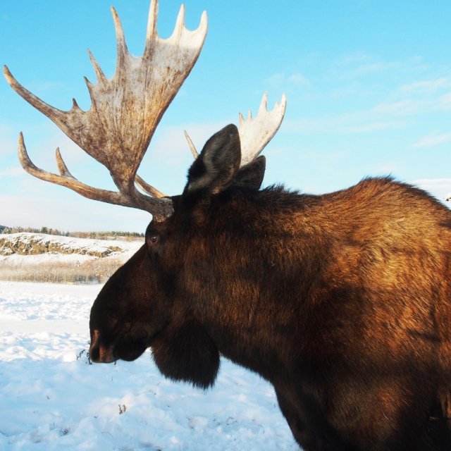 Arctic Day: Wildlife & Hot Springs | half day (Nov 17, 2018)