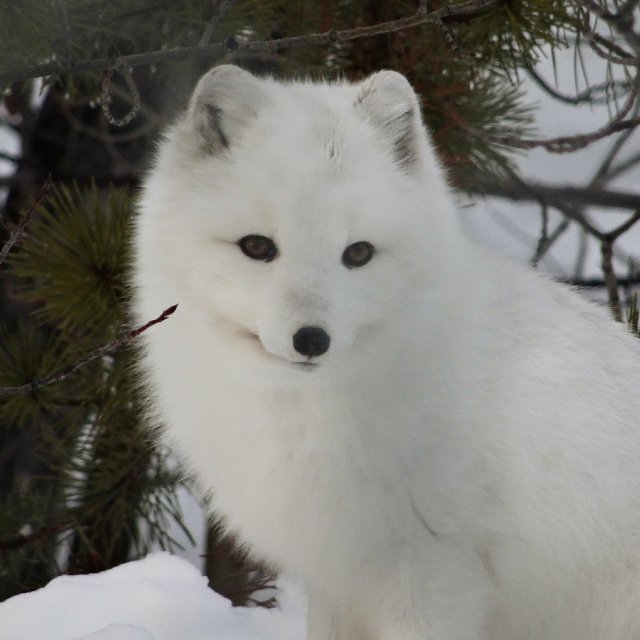 Arctic Day: Wildlife & Hot Springs | half day (Nov 18, 2018)