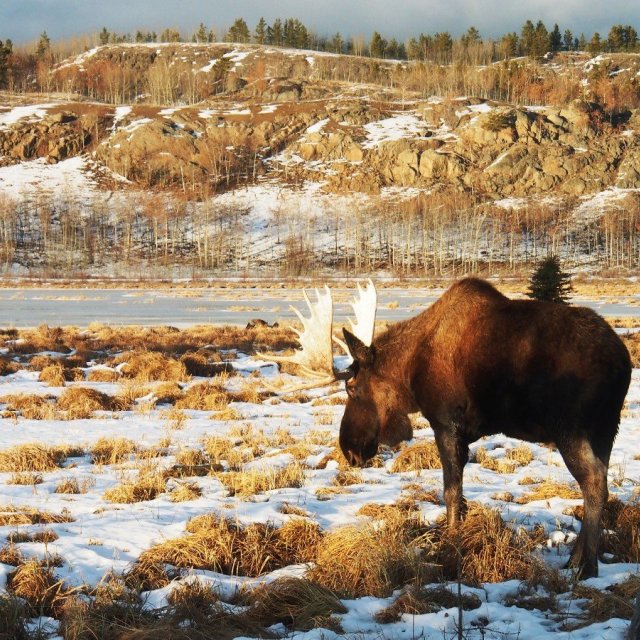Arctic Day: Wildlife & Hot Springs | half day (Nov 26, 2018)