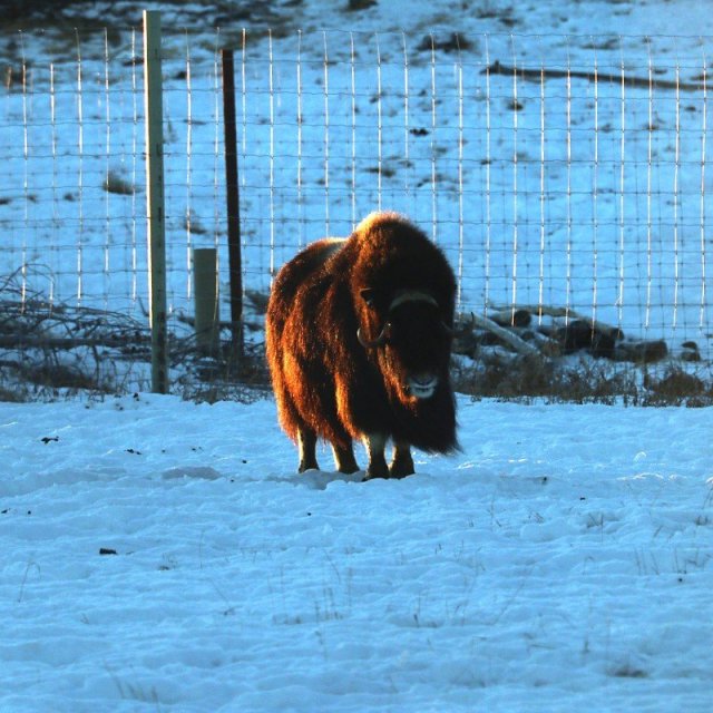 Arctic Day: Wildlife & Hot Springs | half day (Dec 19, 2018)