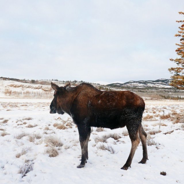 Arctic Day: Wildlife & Hot Springs | half day (Jan 3, 2019)