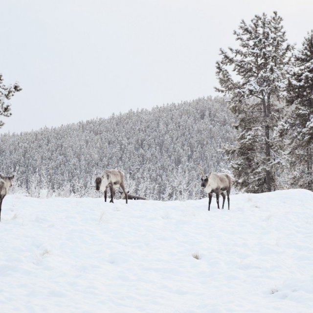 Arctic Day: Wildlife & Hot Springs | half day (Jan 4, 2019)