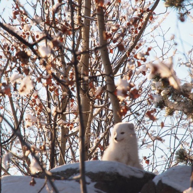 Arctic Day: Wildlife & Hot Springs | half day (Jan 10, 2019)