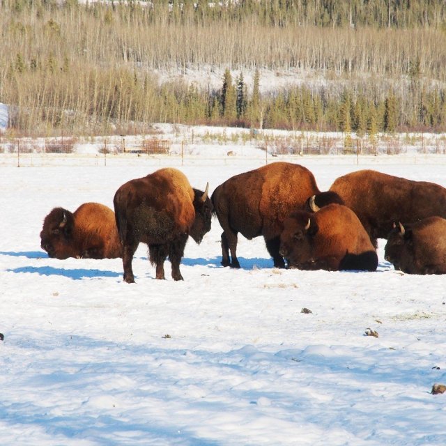 Arctic Day: Wildlife & Hot Springs | half day (Jan 25, 2019)