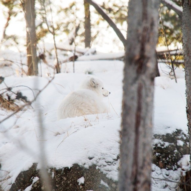 Arctic Day: Wildlife & Hot Springs | half day (Jan 27, 2019)