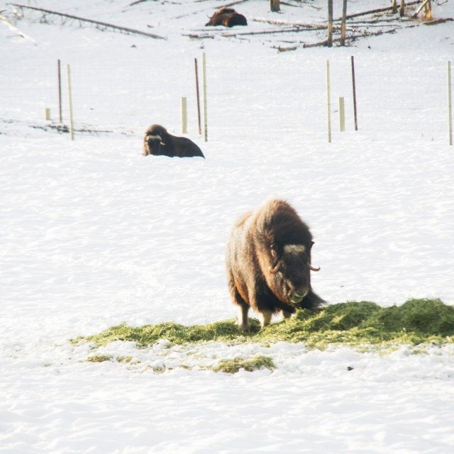 Arctic Day: Wildlife & Hot Springs | half day (Jan 29, 2019)