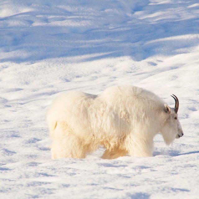 Arctic Day: Wildlife & Hot Springs | half day (Jan 31, 2019)