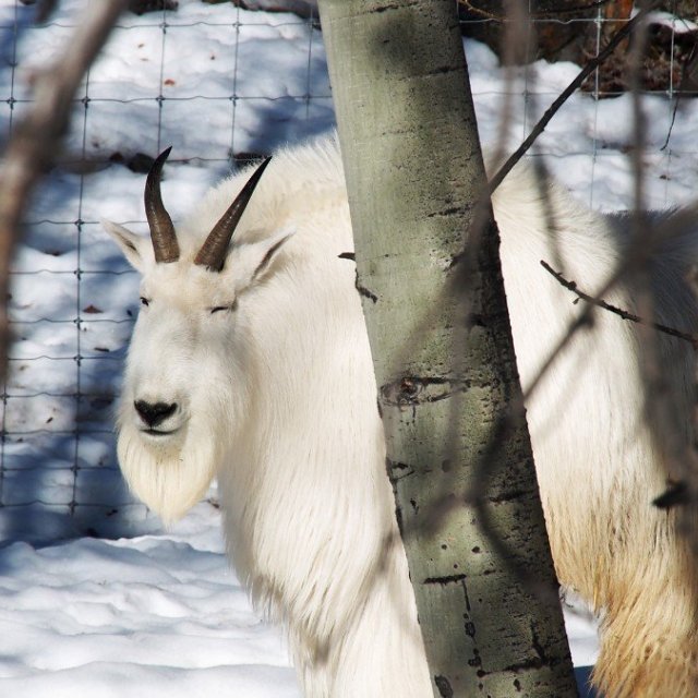 Arctic Day: Wildlife & Hot Springs | half day (Mar 20, 2019)