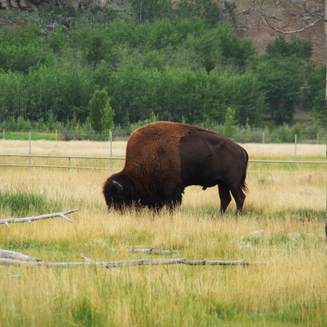 Arctic Day: Wildlife & Hot Springs | half day (Aug 20, 2019)