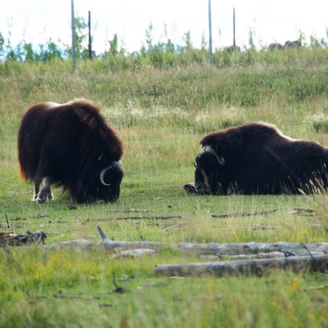 Arctic Day: Wildlife & Hot Springs | half day (Sep 2, 2019)