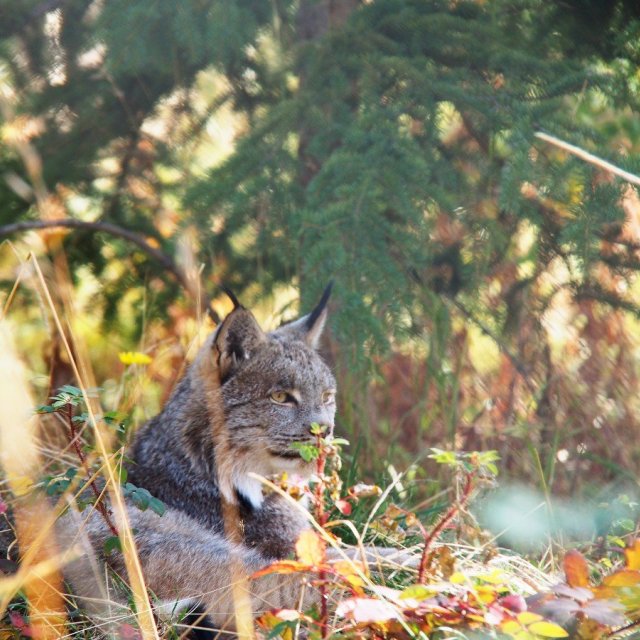 Arctic Day: Wildlife & Hot Springs | half day (Sep 9, 2019)