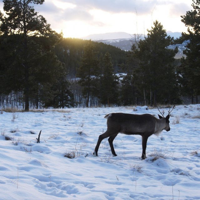 Arctic Day: Wildlife & Hot Springs | half day (Nov 18, 2019)