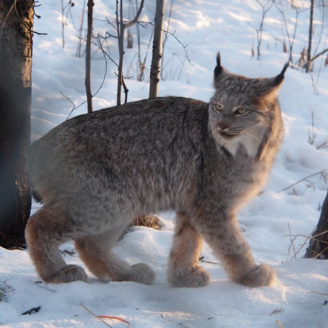 Arctic Day: Wildlife & Hot Springs | half day (Nov 27, 2019)