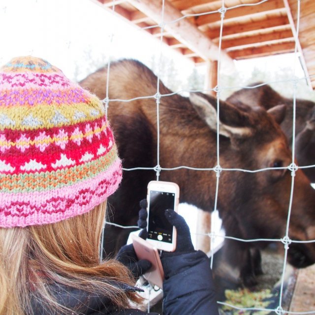 Arctic Day: Wildlife & Hot Springs | half day (Dec 4, 2019)