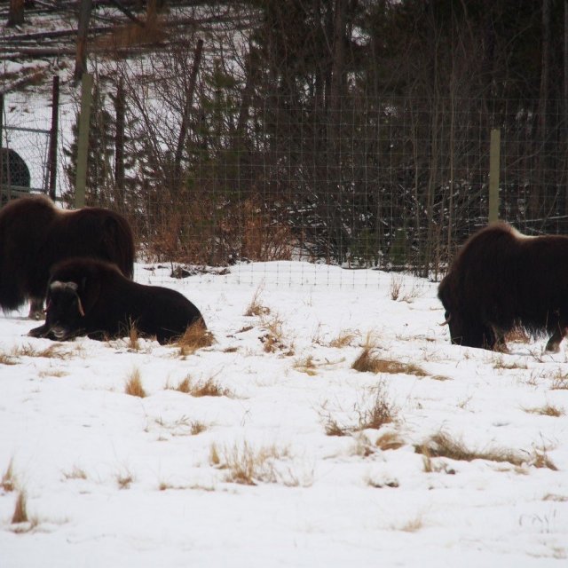 Arctic Day: Wildlife & Hot Springs | half day (Dec 10, 2019)