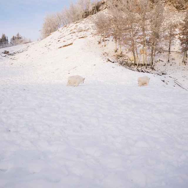 Arctic Day: Wildlife & Hot Springs | half day (Dec 26, 2018)