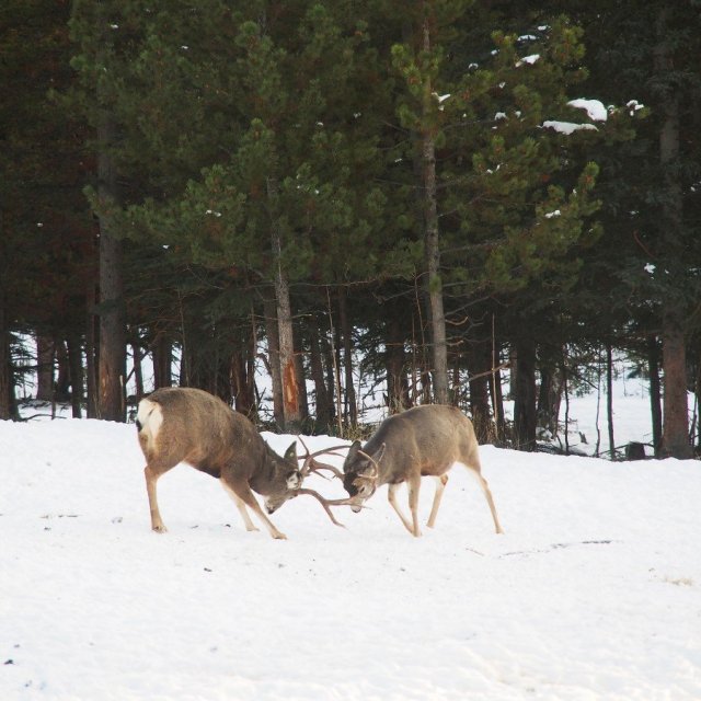 Arctic Day: Wildlife & Hot Springs | half day (Dec 30, 2019)