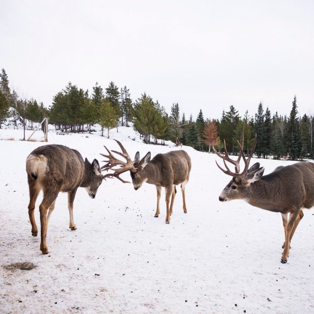 Arctic Day: Wildlife & Hot Springs | half day (Jan 1, 2019)