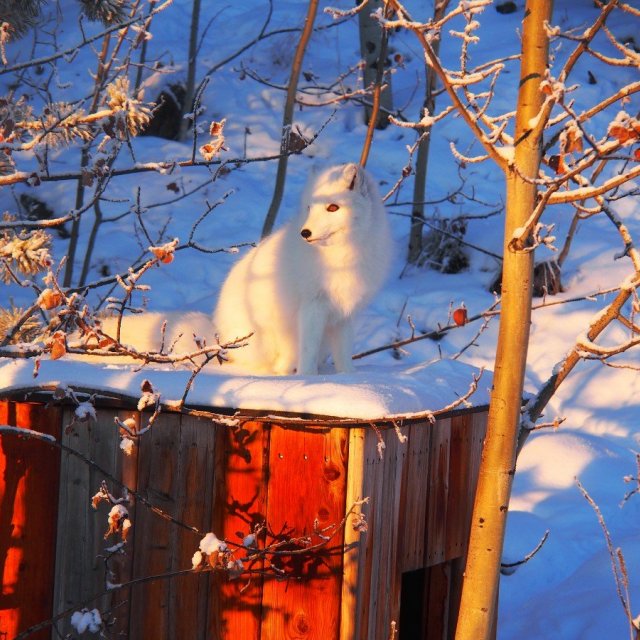Arctic Day: Wildlife & Hot Springs | half day (Jan 9, 2020)