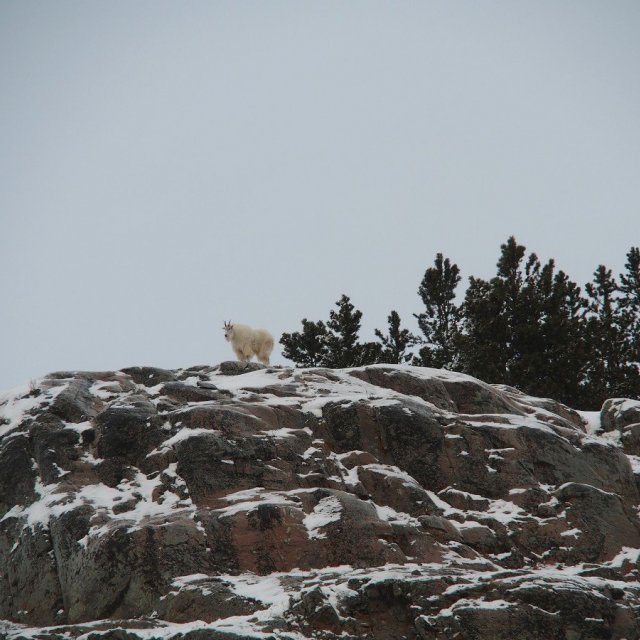 Arctic Day: Wildlife & Hot Springs | half day (Jan 21, 2020)