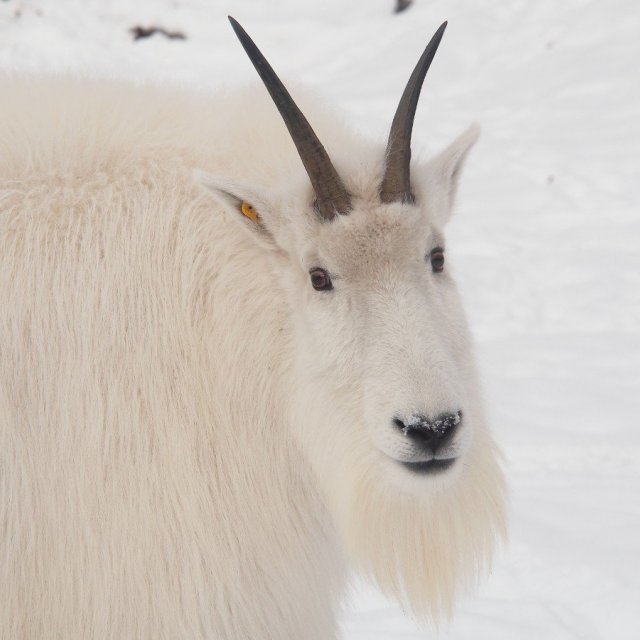 Arctic Day: Wildlife & Hot Springs | half day (Feb 6, 2020)