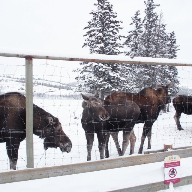 Arctic Day: Wildlife & Hot Springs | half day (Feb 15, 2020)