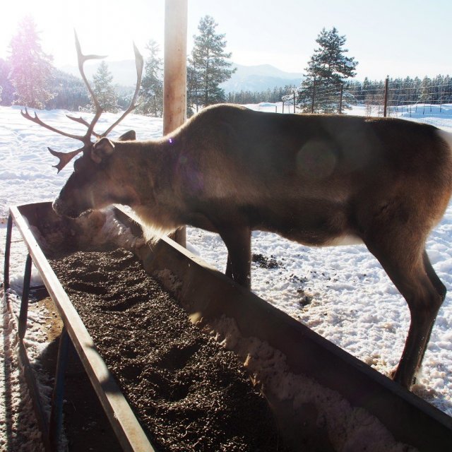 Arctic Day: Wildlife & Hot Springs | half day (Feb 16, 2020)