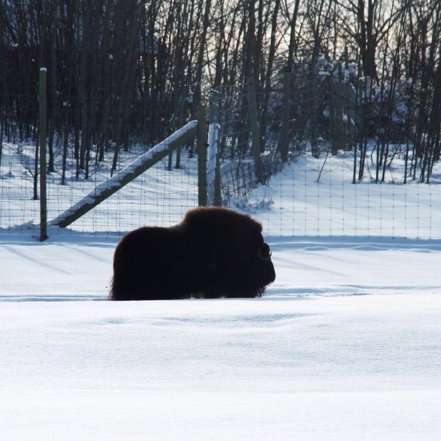 Arctic Day: Wildlife & Hot Springs | half day (Feb 17, 2020)