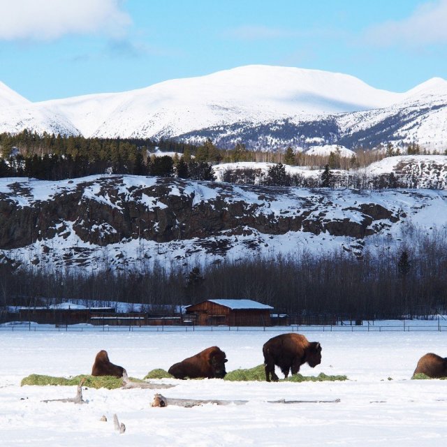 Arctic Day: Wildlife & Hot Springs | half day (Feb 22, 2020)