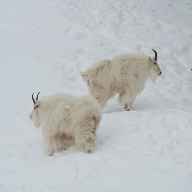 Arctic Day: Wildlife & Hot Springs | half day (Mar 5, 2020)