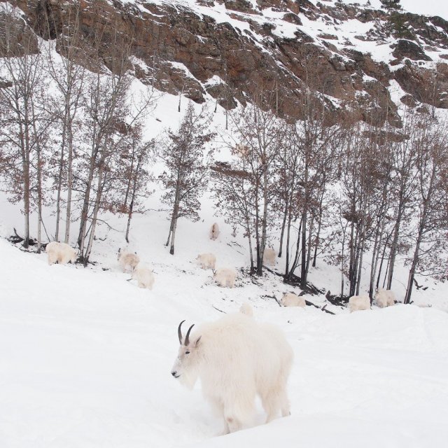 Arctic Day: Wildlife & Hot Springs | half day (Mar 8, 2020)