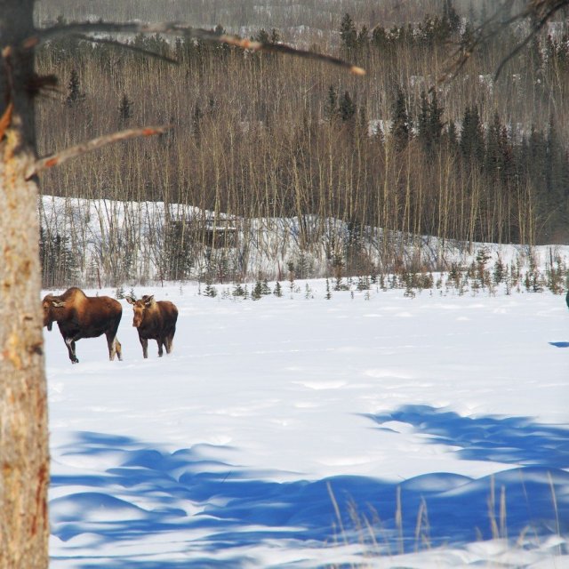 Arctic Day: Wildlife & Hot Springs | half day (Mar 12, 2020)