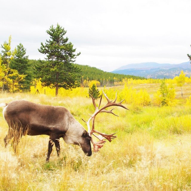 Arctic Day: Wildlife & Hot Springs | half day (Sep 8, 2020)