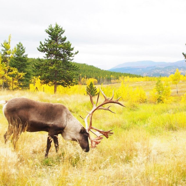 Arctic Day: Wildlife & Hot Springs | half day (Sep 8, 2020)