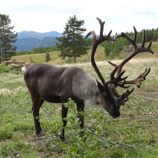 Arctic Day: Wildlife & Hot Springs | half day (August 25, 2014)