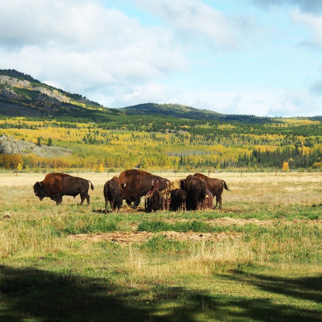 Arctic Day: Wildlife & Hot Springs | half day (September 11, 2014)