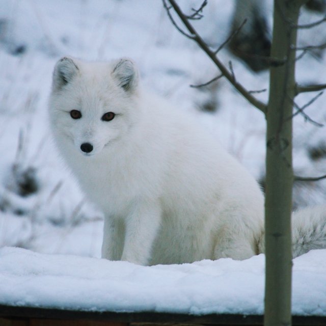 Arctic Day: Wildlife & Hot Springs | half day (December 10, 2014)