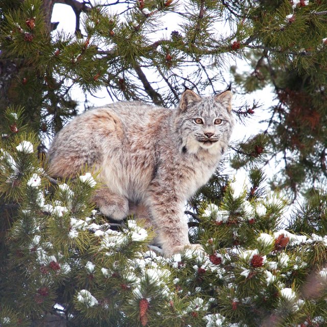 Arctic Day: Wildlife & Hot Springs | half day (Jan 20, 2015)